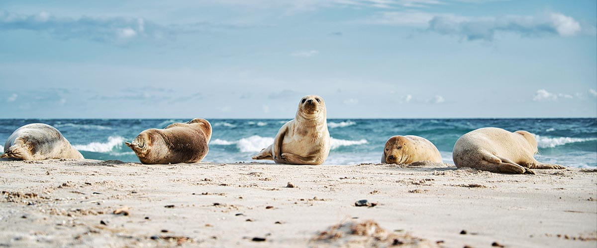 Seals on a beach in Skagen, Denmark
